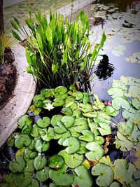 High angle view of water lily in lake