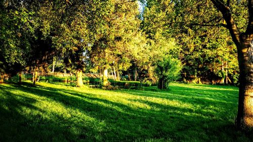 Trees on grass