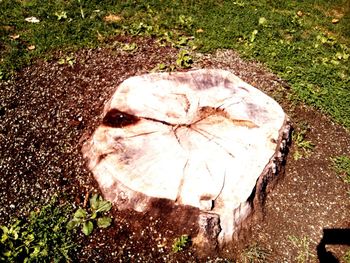 High angle view of fallen tree