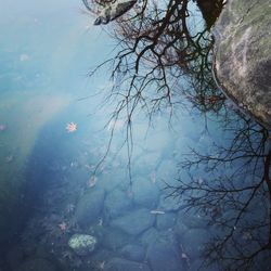 Reflection of tree in water