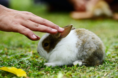 Close-up of rabbit on field