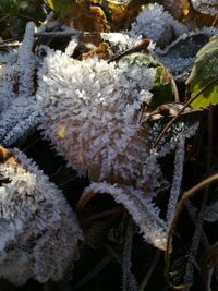 High angle view of snow on plants during winter