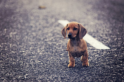 Portrait of a dog on ground