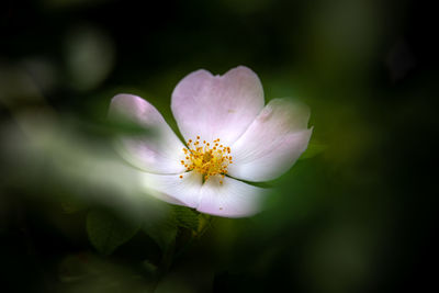 Close-up of white flower