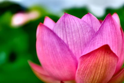 Close-up of pink lily