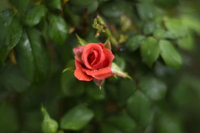 Close-up of red rose