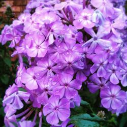 Close-up of purple flowers