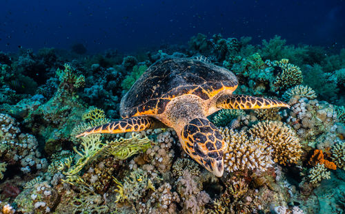 Hawksbill sea turtle in the red sea, dahab, blue lagoon sinai a.e