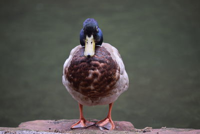 Close-up of mallard duck perching on rock