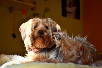 Portrait of dog relaxing at home