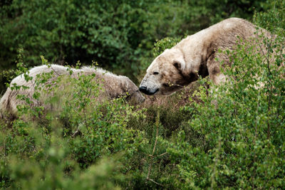 Side view of bears by plants on field