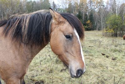 Horse in a field