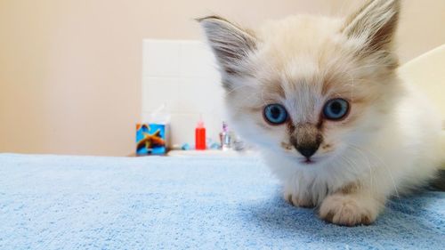 Close-up portrait of cat on bed