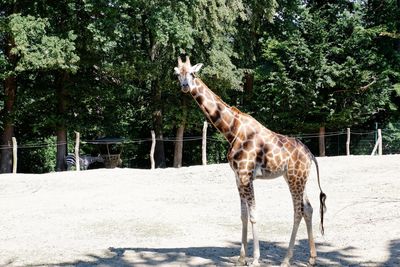 Horse standing in a zoo
