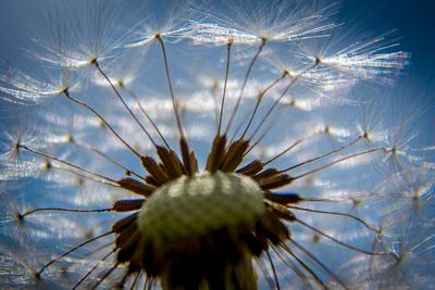 Close-up of thistle against sky