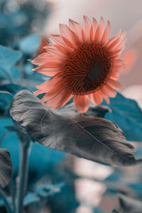 Close-up of sunflower