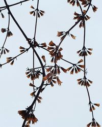 Low angle view of autumnal tree against clear sky