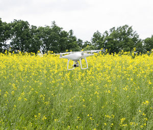 View of yellow flowers on field against sky