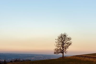 Bare tree on field against sky during sunset