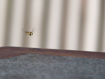 Close-up of bee flying