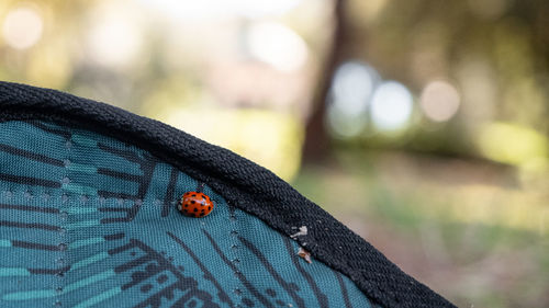 Close-up of ladybug on leaf