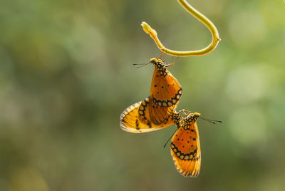 Close-up of butterflies on plant stem