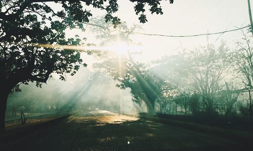 Sunlight streaming through trees on sunny day