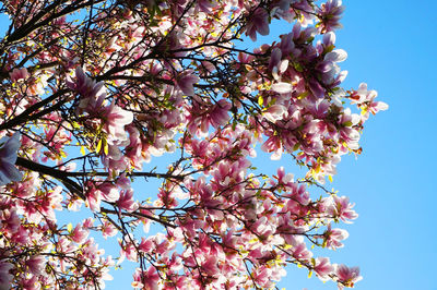 Low angle view of cherry blossoms against sky