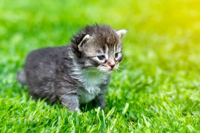 Black cat looking away on grass