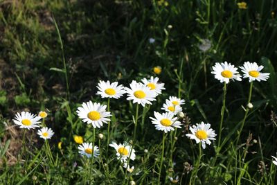 Close-up of white daisy flowers blooming in field