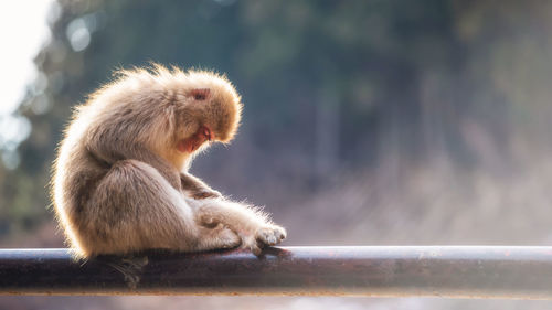 Japanese snow monkey macaque parent taken flea or tick off to its baby against fog and sunset