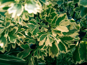 Close-up of green leaves