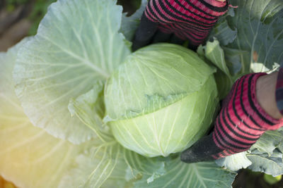 Close-up of hand holding leaves