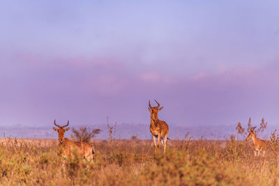 Deer standing on field against sky