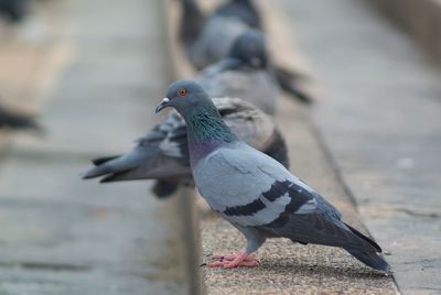 Close-up of bird perching outdoors