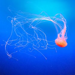 Close-up of jellyfish