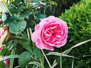 Close-up of pink rose blooming outdoors