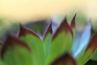 Close-up of fresh green leaves