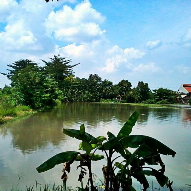 tree, lake, water, sky, tranquility, growth, beauty in nature, tranquil scene, nature, reflection, leaf, cloud, cloud - sky, green color, scenics, plant, day, outdoors, idyllic, waterfront