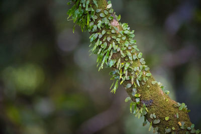 Close-up of lichen on branch