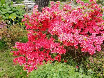 Close-up of pink flowers blooming outdoors