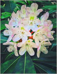 Close-up of pink flower