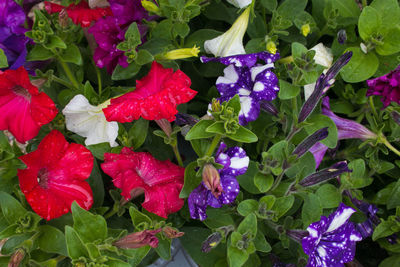 Close-up of purple flowering plants