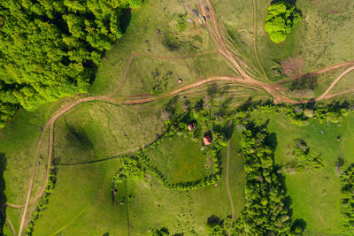 High angle view of road amidst trees