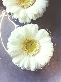 Close-up of white flowers