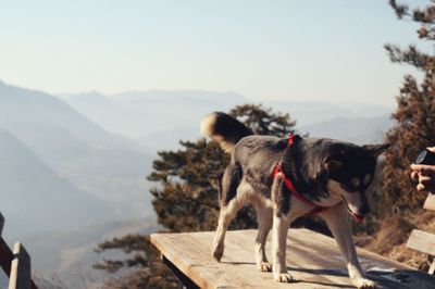 Dogs standing on mountain against sky