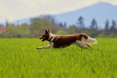Brown dog running on grass