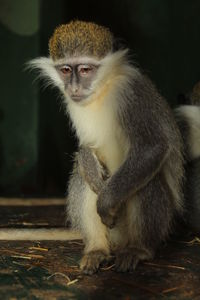 Sad and interesting pictures of a group of monkeys