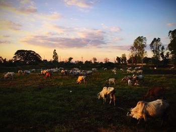 Horses on field against sky during sunset