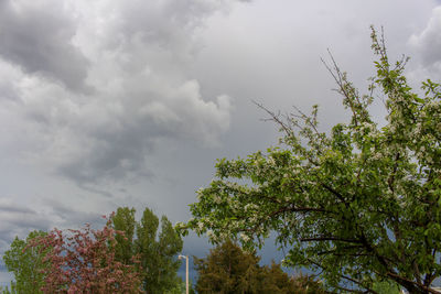 Low angle view of trees against sky